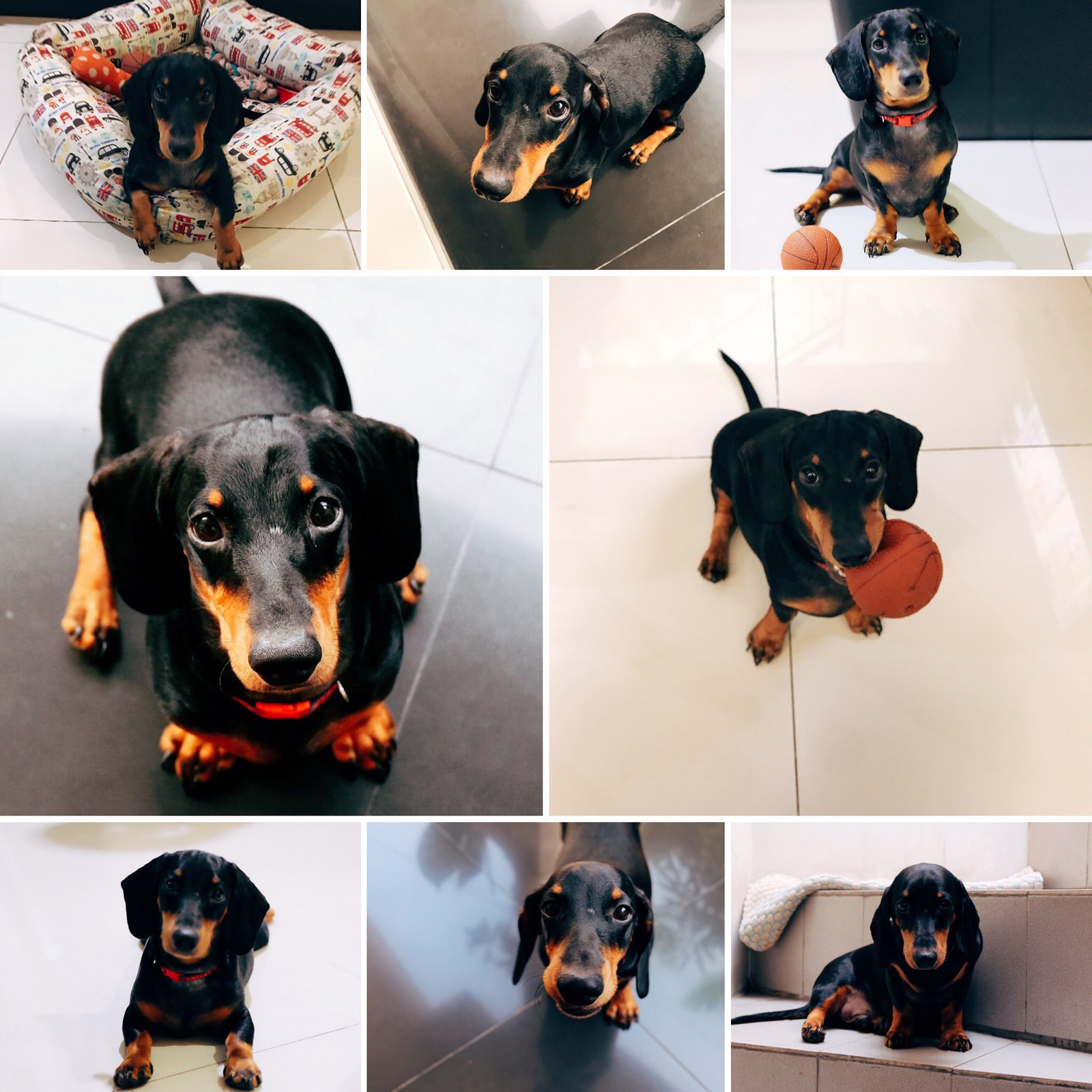 Cody | Updates on my 7 months Puppy