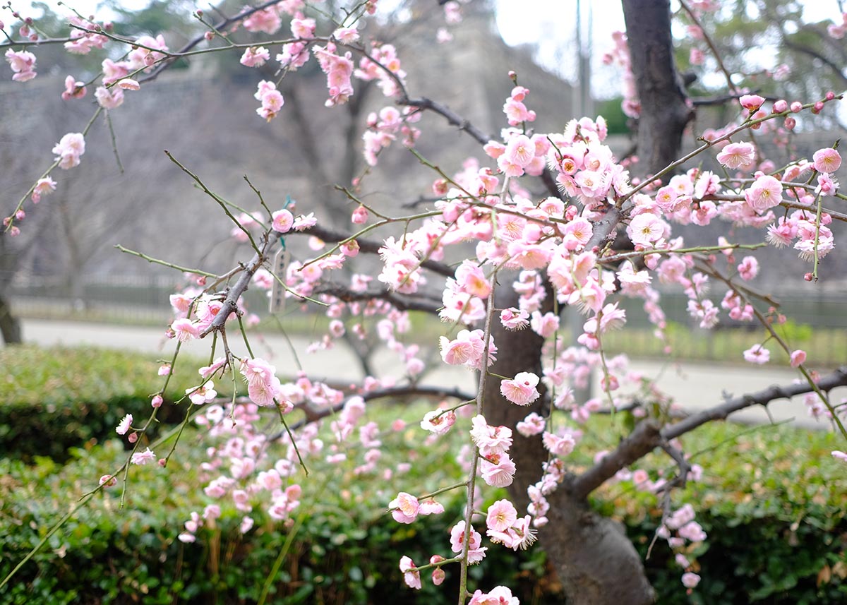 Sakura di taman