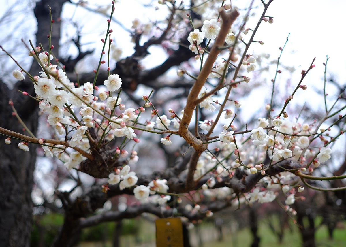 Sakura di taman