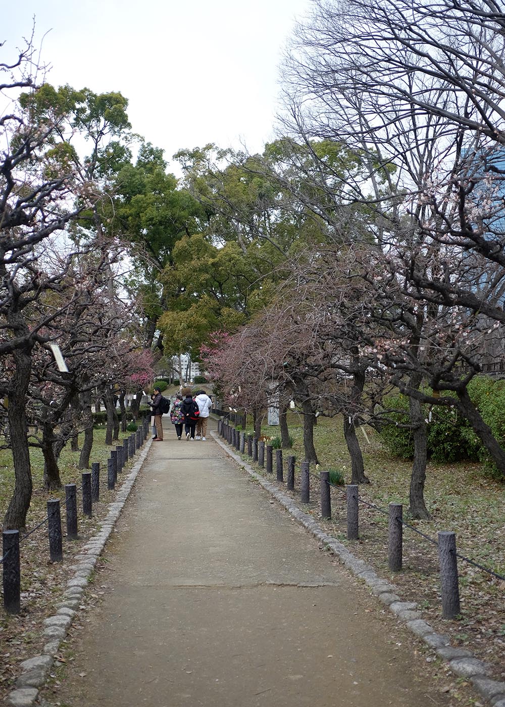 Sakura di taman
